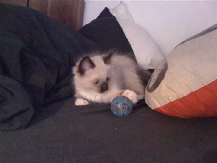 Ragdoll Simba billede 2