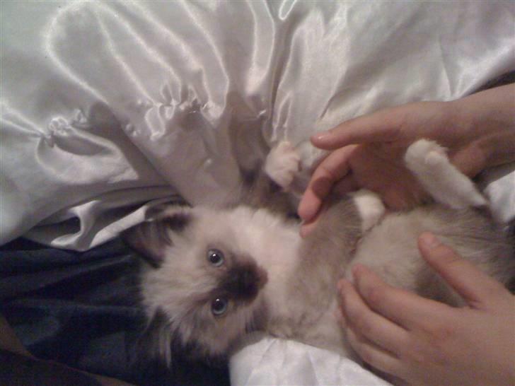 Ragdoll Simba - han ligner en fotomodel :) billede 3