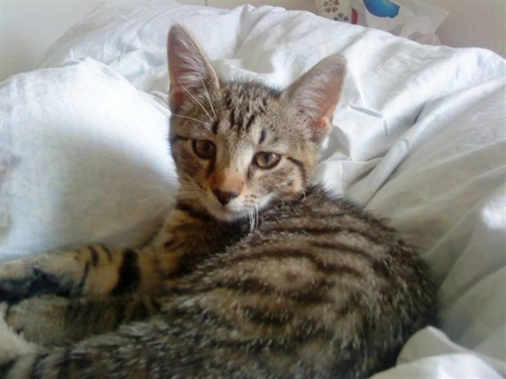 Huskat Tiger Lilli - jeg er prinsesse tiger lilli billede 1