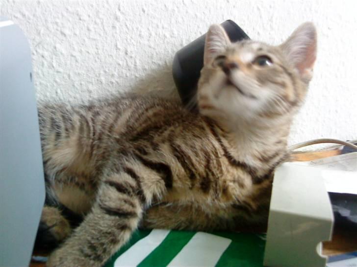 Huskat Tiger Lilli - fik øje på noget der hang i loftet  billede 2