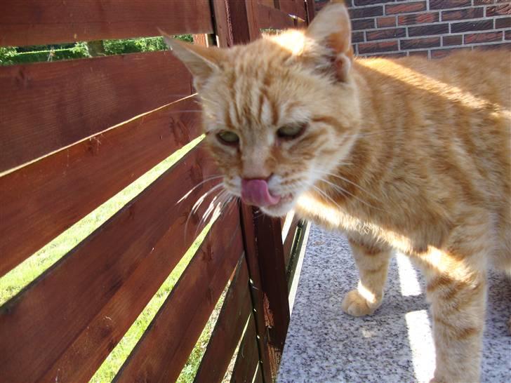 Huskat R.I.P-GARFIELD-MINSKAT!<3<3 billede 8