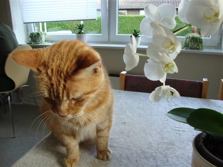 Huskat R.I.P-GARFIELD-MINSKAT!<3<3 billede 9