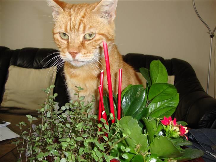 Huskat R.I.P-GARFIELD-MINSKAT!<3<3 billede 10