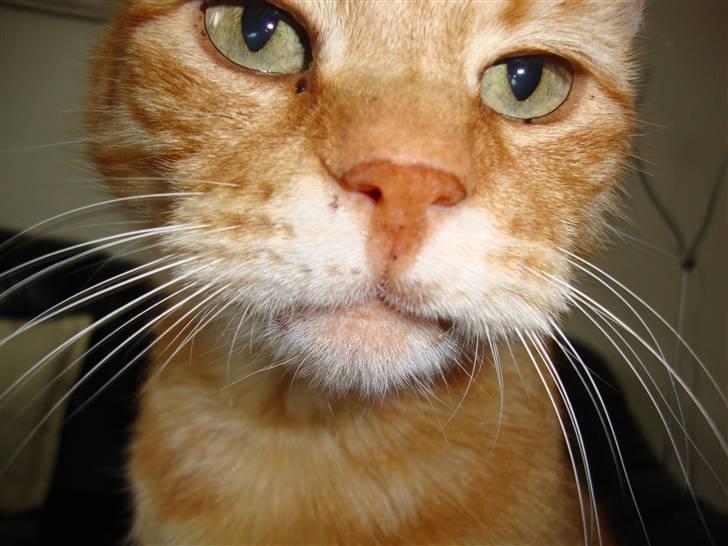 Huskat R.I.P-GARFIELD-MINSKAT!<3<3 billede 11