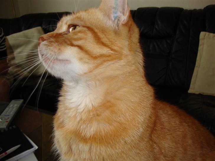 Huskat R.I.P-GARFIELD-MINSKAT!<3<3 billede 12