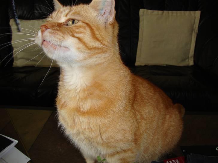 Huskat R.I.P-GARFIELD-MINSKAT!<3<3 billede 13