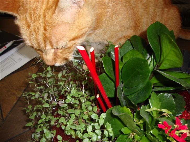 Huskat R.I.P-GARFIELD-MINSKAT!<3<3 billede 14