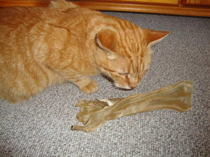 Huskat R.I.P-GARFIELD-MINSKAT!<3<3 billede 15