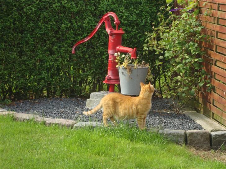 Huskat R.I.P-GARFIELD-MINSKAT!<3<3 billede 16