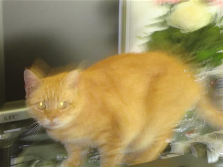 Huskat R.I.P-GARFIELD-MINSKAT!<3<3 billede 17