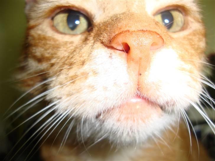 Huskat R.I.P-GARFIELD-MINSKAT!<3<3 billede 18