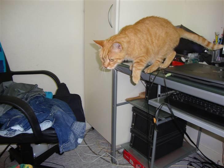 Huskat R.I.P-GARFIELD-MINSKAT!<3<3 billede 19