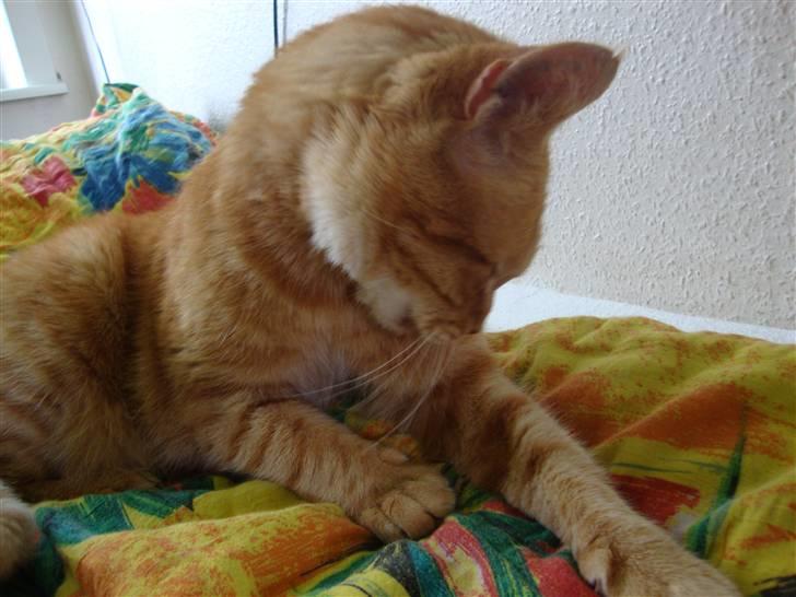 Huskat R.I.P-GARFIELD-MINSKAT!<3<3 billede 20