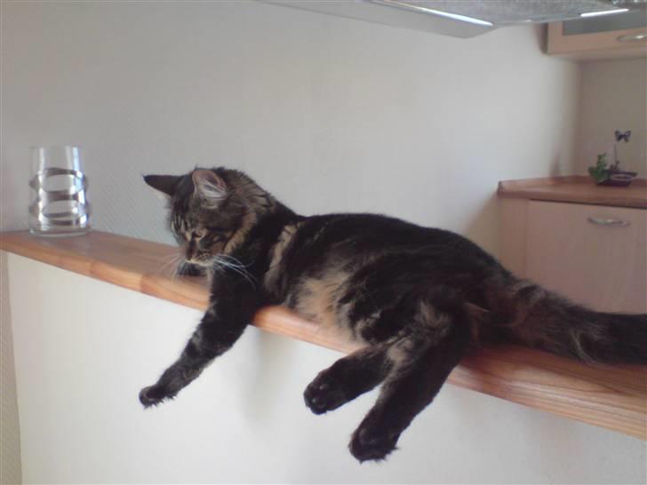 Maine Coon *SOLGT* Baily   25.10. - 20/5-09 billede 12