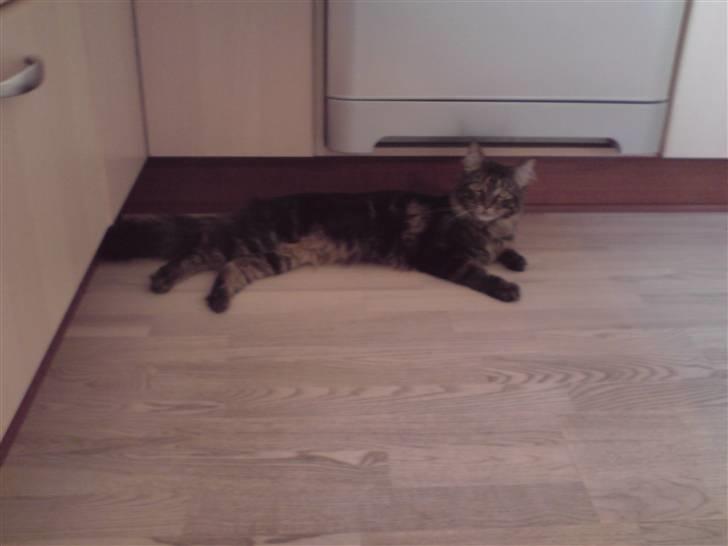 Maine Coon *SOLGT* Baily   25.10. - 29/5-09 billede 13