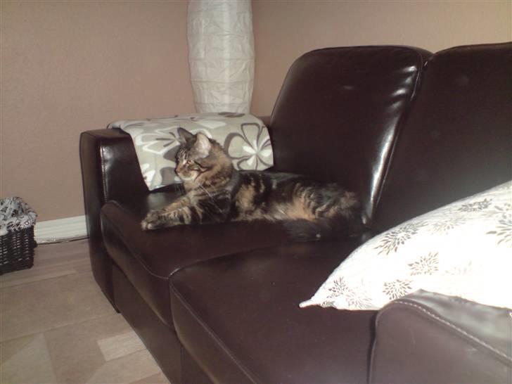 Maine Coon *SOLGT* Baily   25.10. - 30/5-09 billede 14