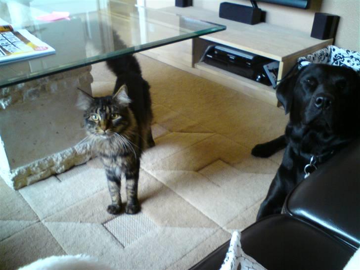 Maine Coon *SOLGT* Baily   25.10. - 19/7-09 billede 15