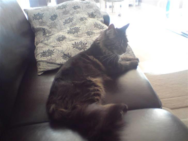 Maine Coon *SOLGT* Baily   25.10. - 25/5-09 billede 16