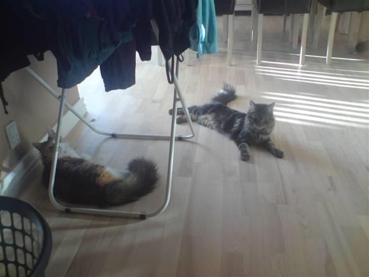 Maine Coon *SOLGT* Baily   25.10. - 1/6-09 billede 17