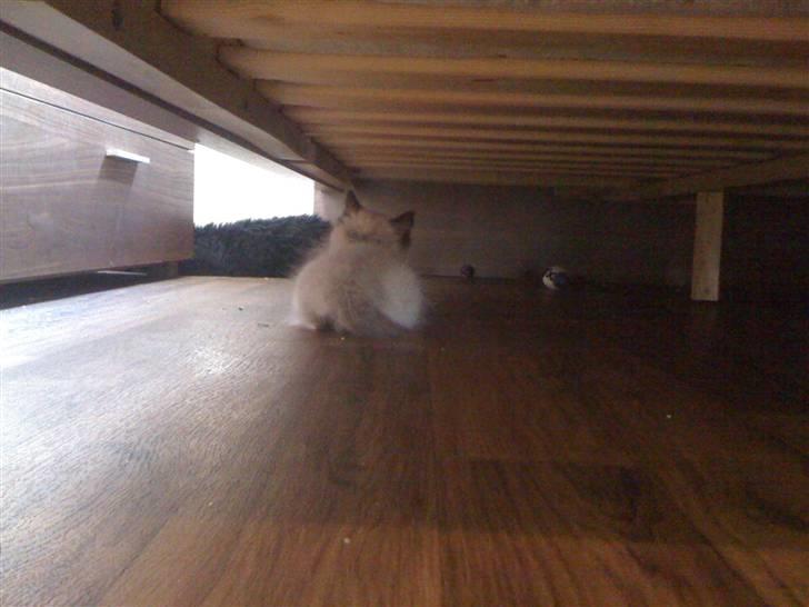 Ragdoll Simba - 12 uger her, tror han gerne vil vise sin bagdel ;) billede 4