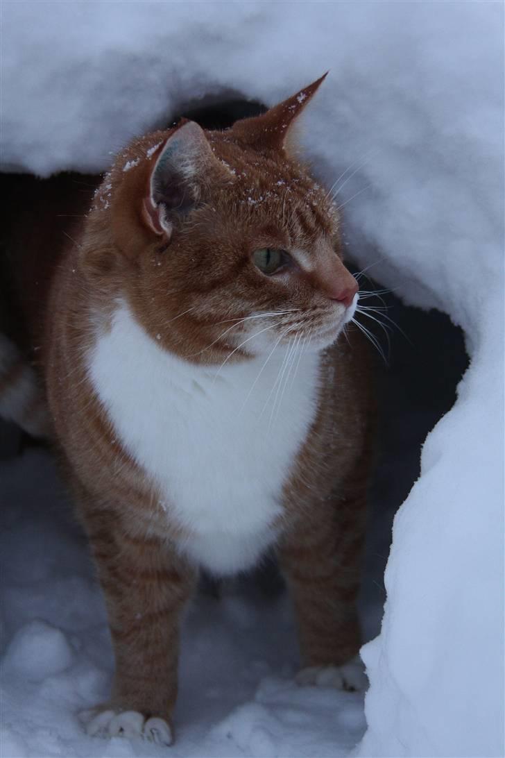 Blanding af racer Henry  billede 20