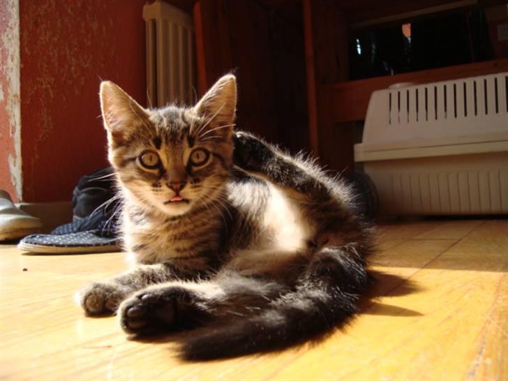 Blanding af racer Tilde billede 13