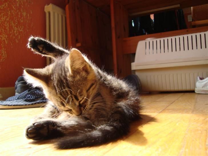 Blanding af racer Tilde billede 14