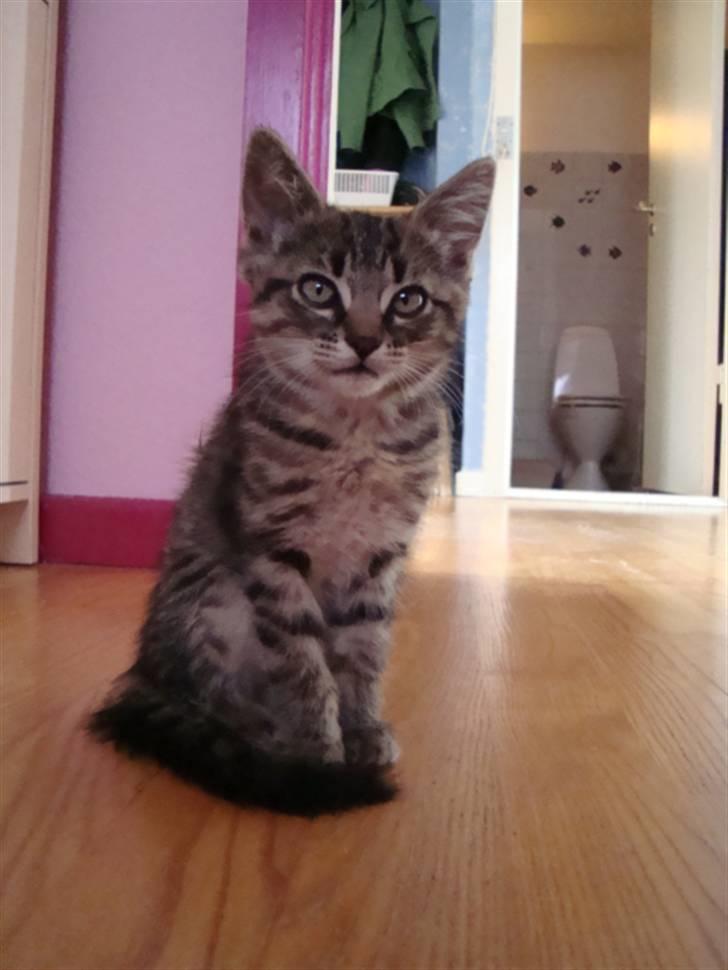 Blanding af racer Tilde billede 15