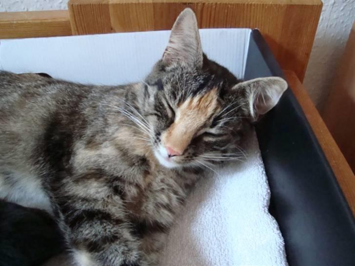 Blanding af racer Trine billede 18