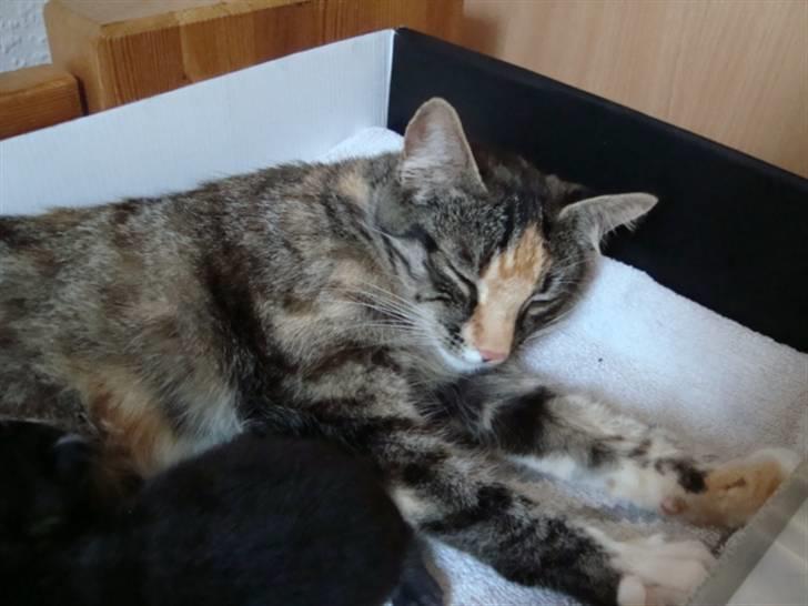 Blanding af racer Trine billede 19