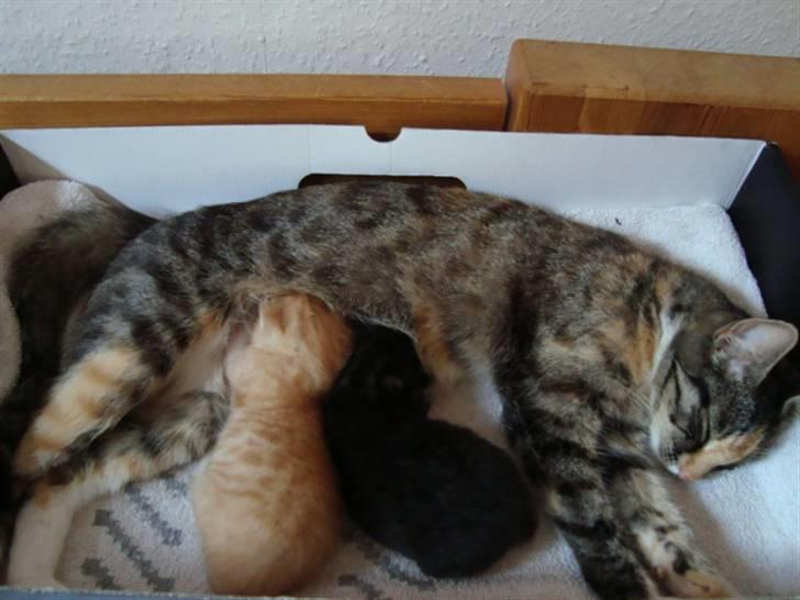 Blanding af racer Trine billede 20