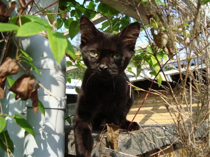 Blanding af racer frederik billede 9