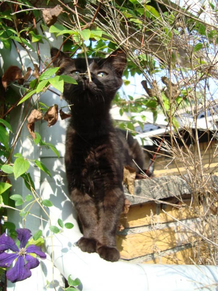 Blanding af racer frederik billede 10