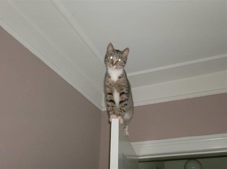 Huskat Diego billede 1