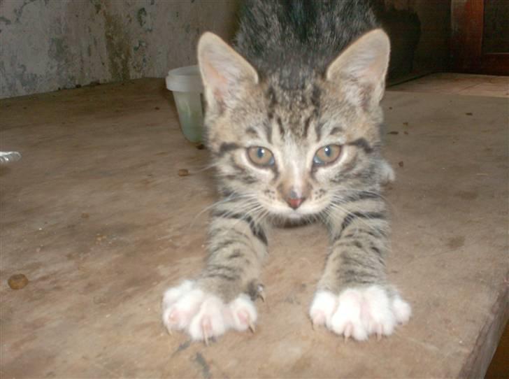 Huskat Diego billede 2