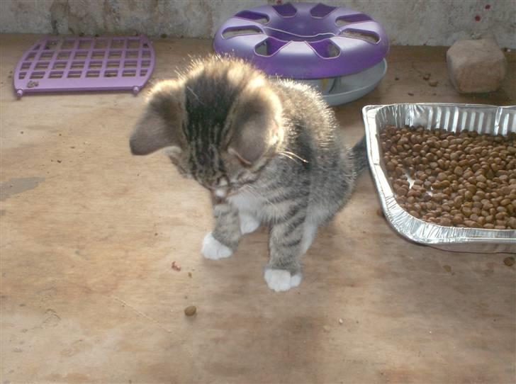 Huskat Diego billede 3