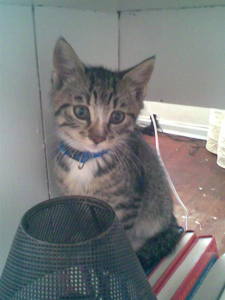 Huskat Diego billede 4