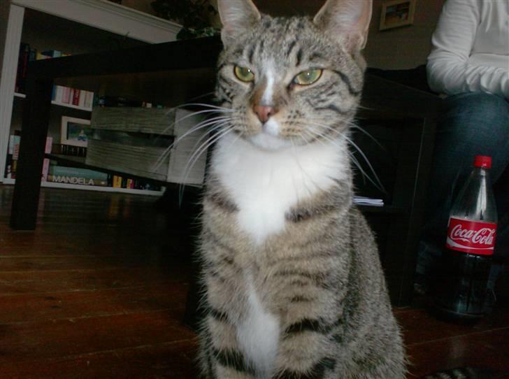 Huskat Diego billede 5