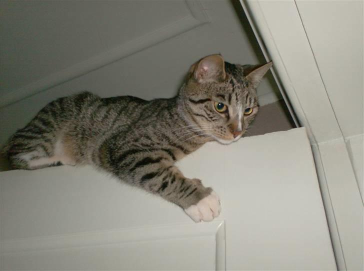 Huskat Diego billede 6