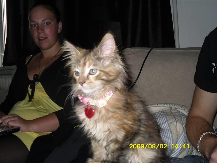 Maine Coon melody billede 1