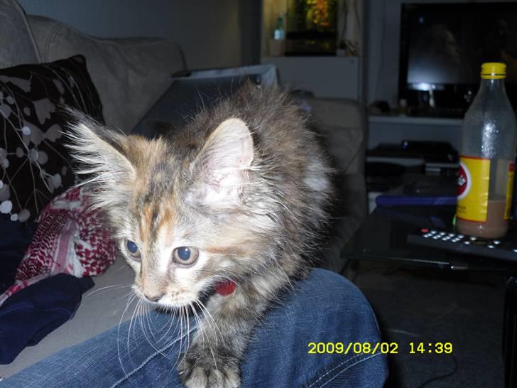 Maine Coon melody billede 2