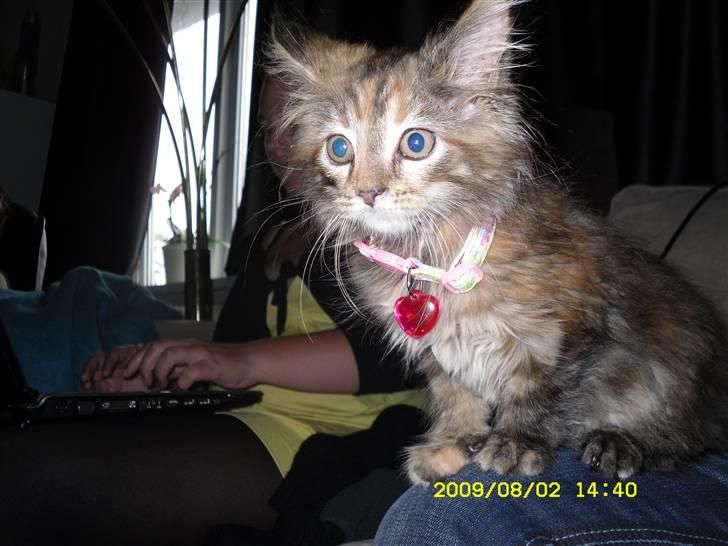 Maine Coon melody billede 3