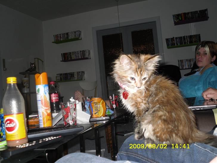 Maine Coon melody billede 4