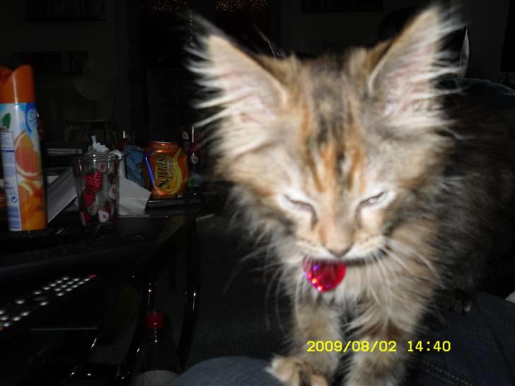 Maine Coon melody billede 5