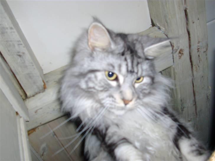 Maine Coon shadow billede 14