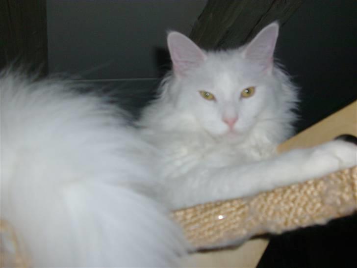 Maine Coon Cosmo billede 12