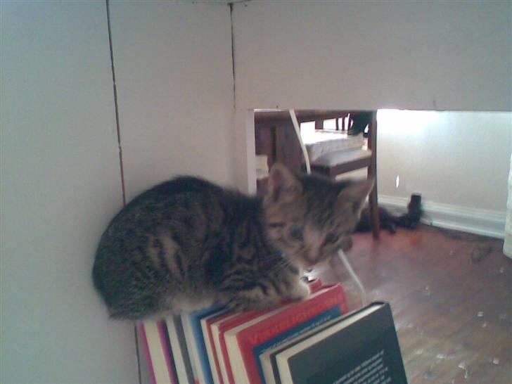 Huskat Diego billede 7