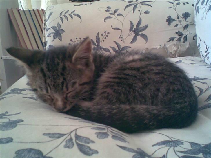 Huskat Diego billede 8