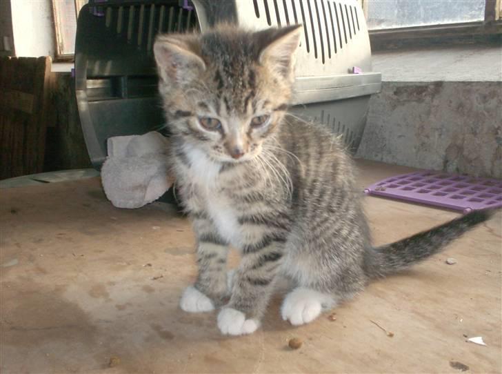 Huskat Diego billede 9