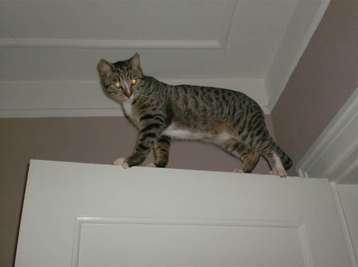 Huskat Diego billede 10